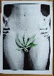 Cannabis Sex Poster