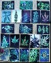 Cannabis Postkarten-Set